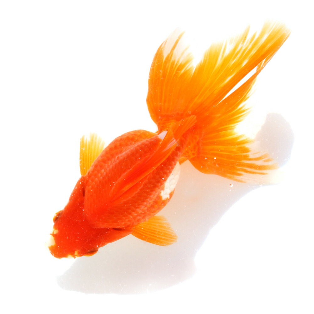 （国産金魚）一点物　更紗琉金　15cm±　高澤養魚場産（1匹）　北海道・九州航空便要保温