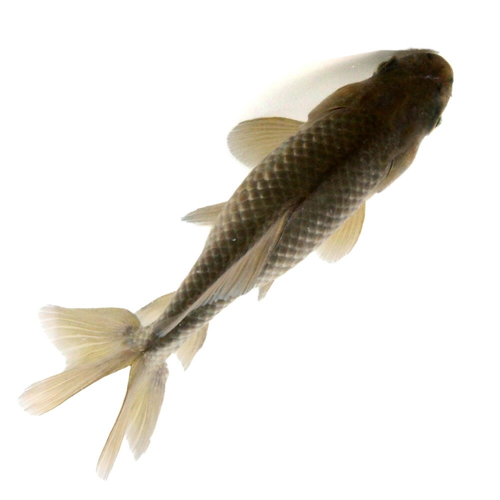 （国産金魚）一点物　江戸地金　14cm±　志村養魚場産（1匹）　関東当日便