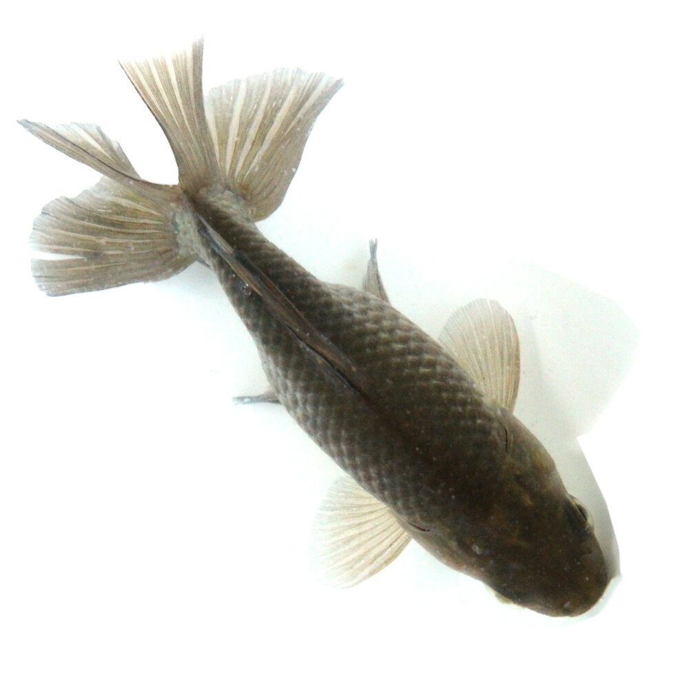 （国産金魚）一点物　江戸地金　11cm±　志村養魚場産（1匹）　関東当日便
