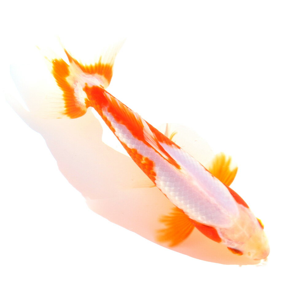 �ʹ񻺶���˰���ʪ�������¶⡡�����ܵ��졡16cm�ޡ�1ɤ��