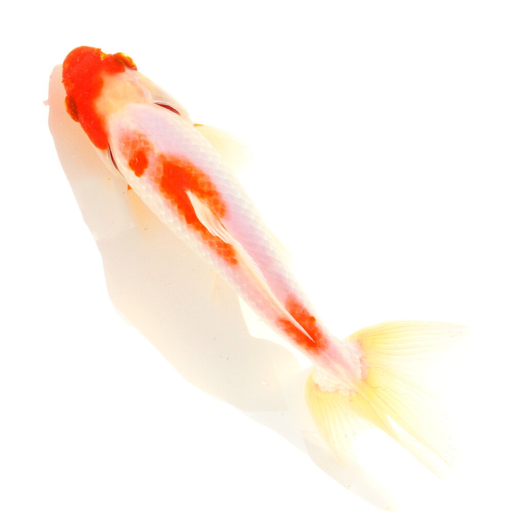 �ʹ񻺶���˰���ʪ�������¶⡡�����ܵ��졡16cm�ޡ�1ɤ��