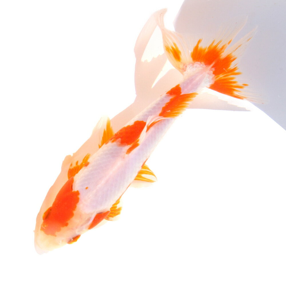 �ʹ񻺶���˰���ʪ�������¶⡡�����ܵ��컺��16cm�ޡ�1ɤ��