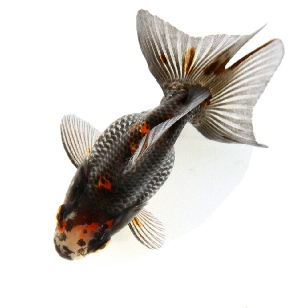 （国産金魚）一点物　琉金　変わり柄　吉野養魚場　10cm±（1匹）　北海道・九州航空便要保温