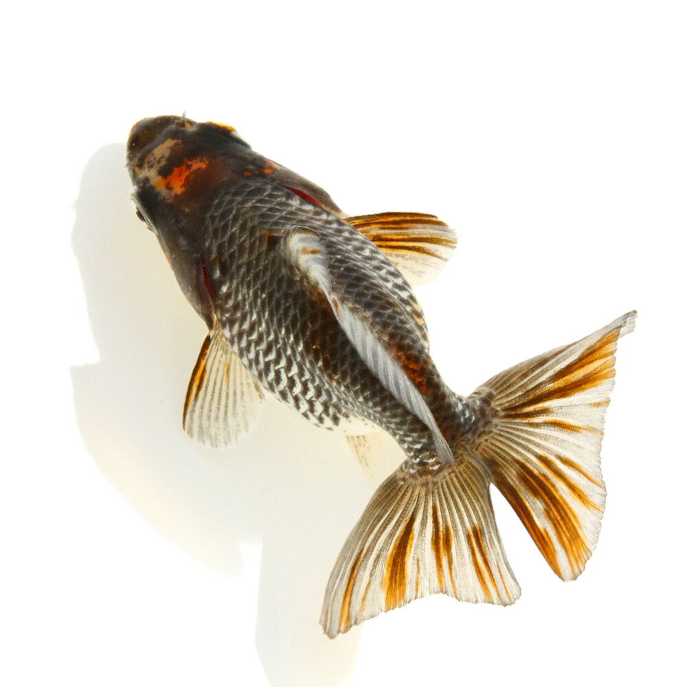 （国産金魚）一点物　琉金　変わり柄　吉野養魚場　9cm±（1匹）　北海道・九州航空便要保温