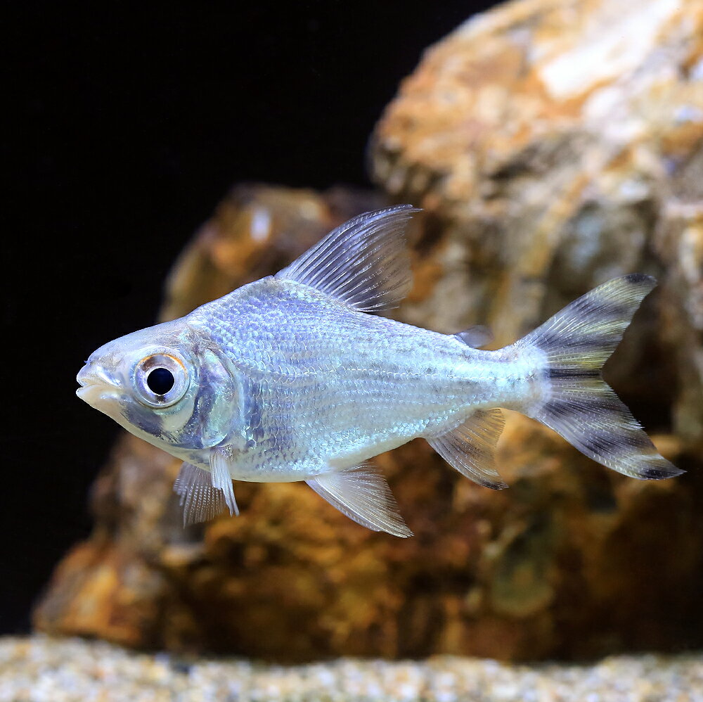 楽天市場】カラー プロ キロ ダス（観賞魚｜熱帯魚・アクアリウム