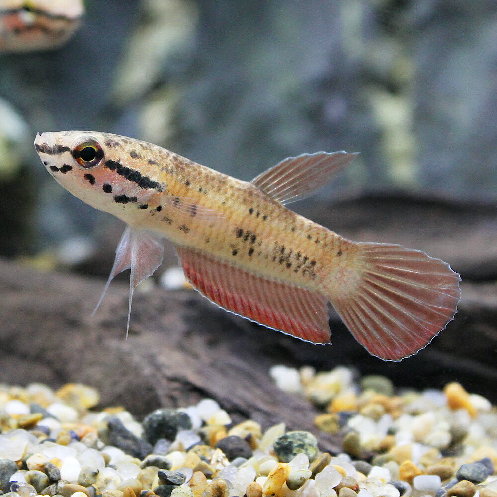 （熱帯魚）ベタ・ピクタ　ジャワ島産（ワイルド）（1ペア）　北海道・九州航空便要保温