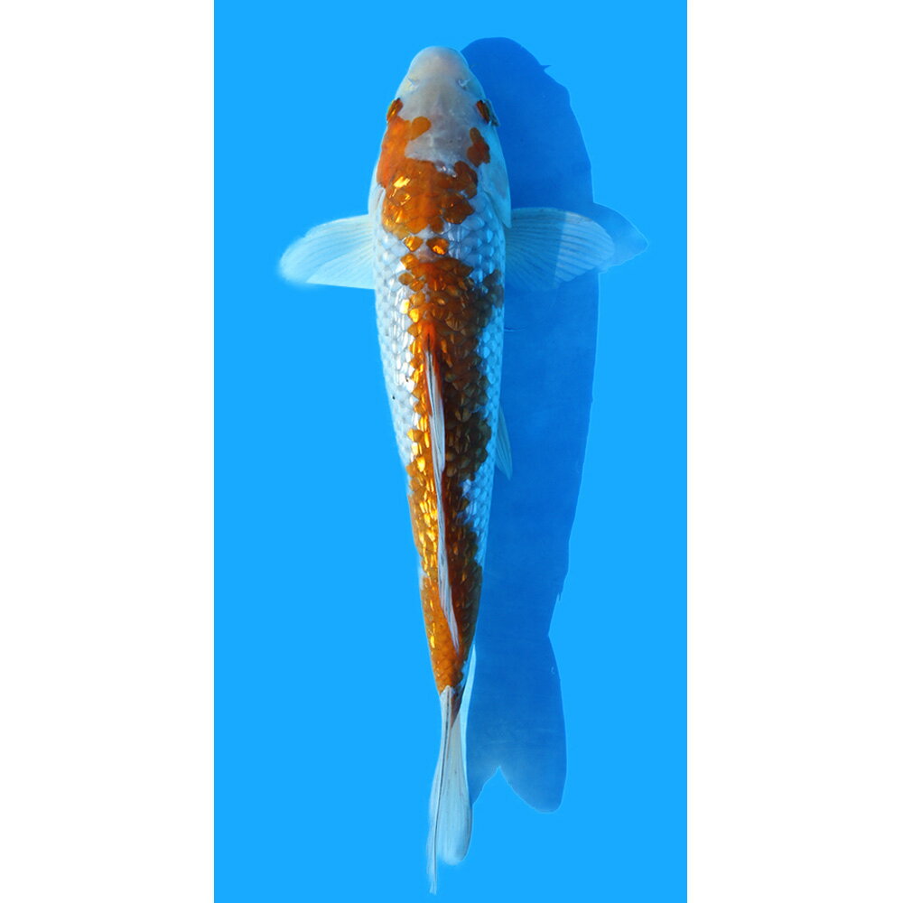 （錦鯉）一点物　銀鱗落ち葉しぐれ　新潟県産　30cm±（1匹）