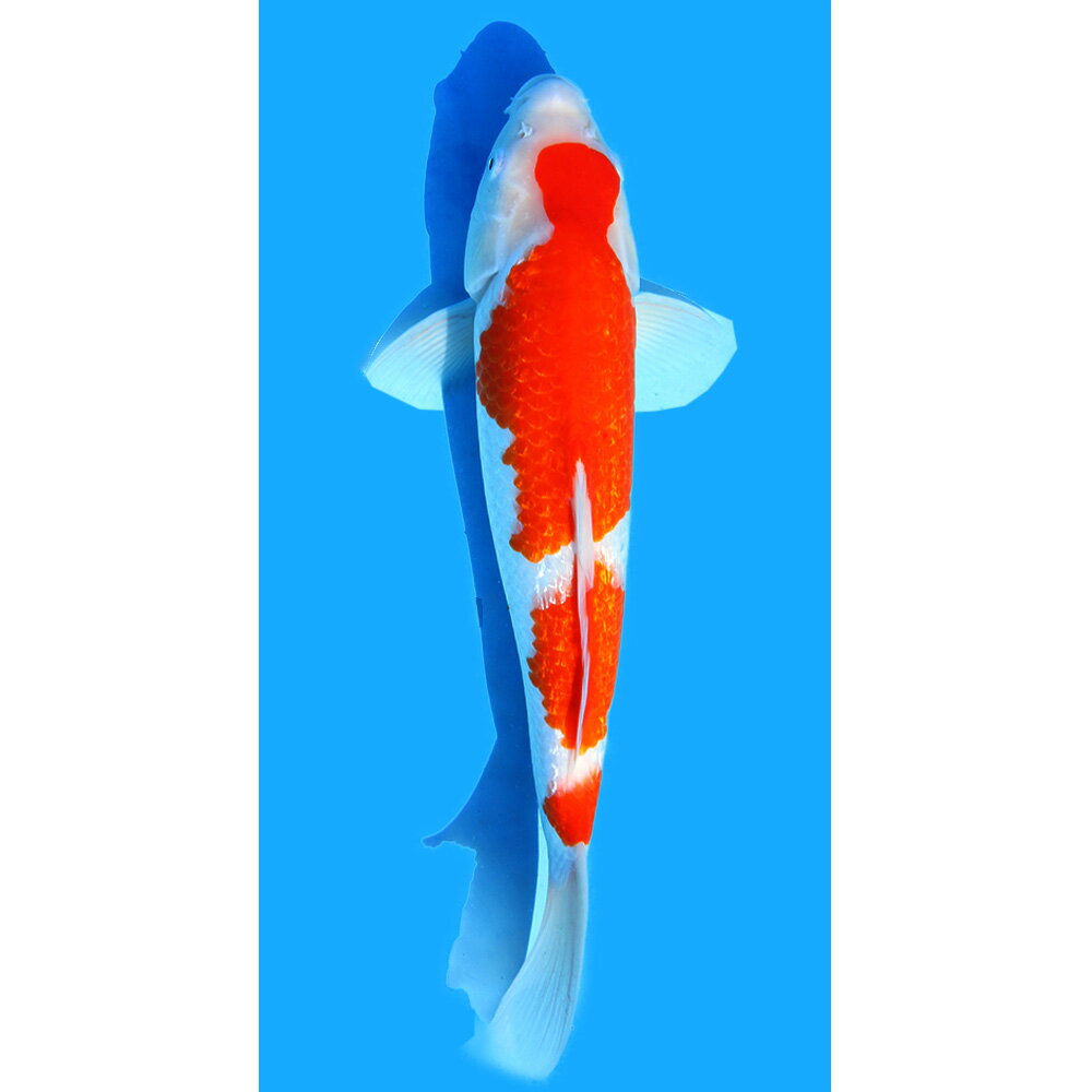 （錦鯉）一点物　銀鱗紅白　35cm±（1匹）