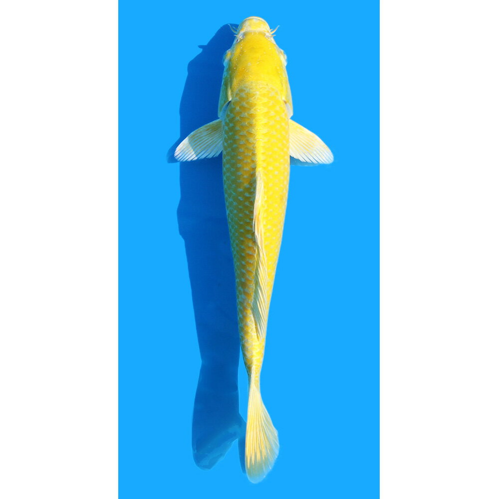 （錦鯉）一点物　山吹黄金　30cm±（1匹）