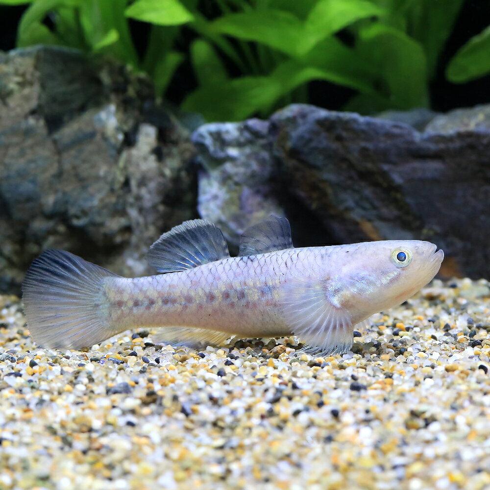 （熱帯魚）ゴシキタメトモハゼ（1匹）　北海道・九州航空便要保温