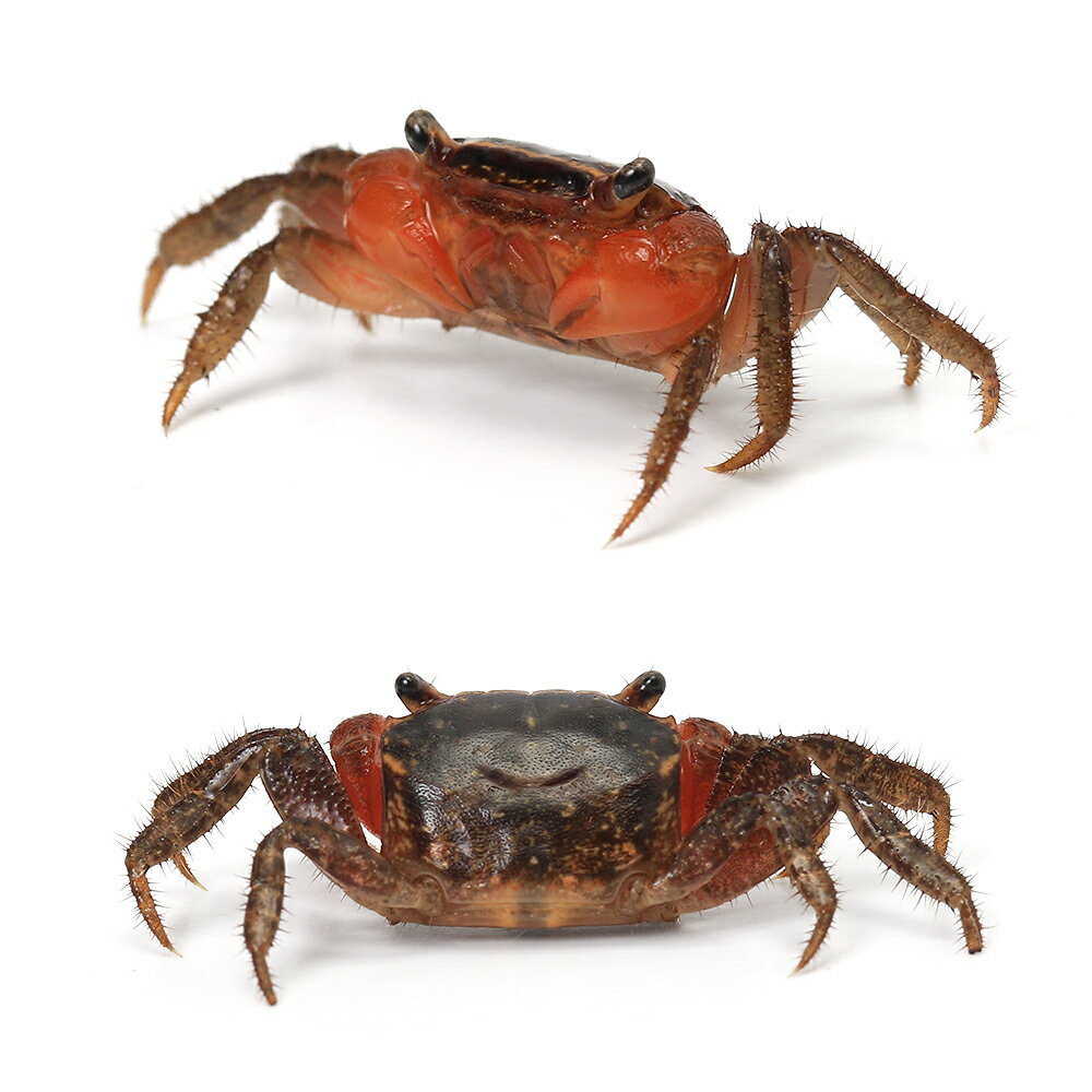 �ʥ��ӡ����ˡ˥�åɥ���������֡�1ɤ��