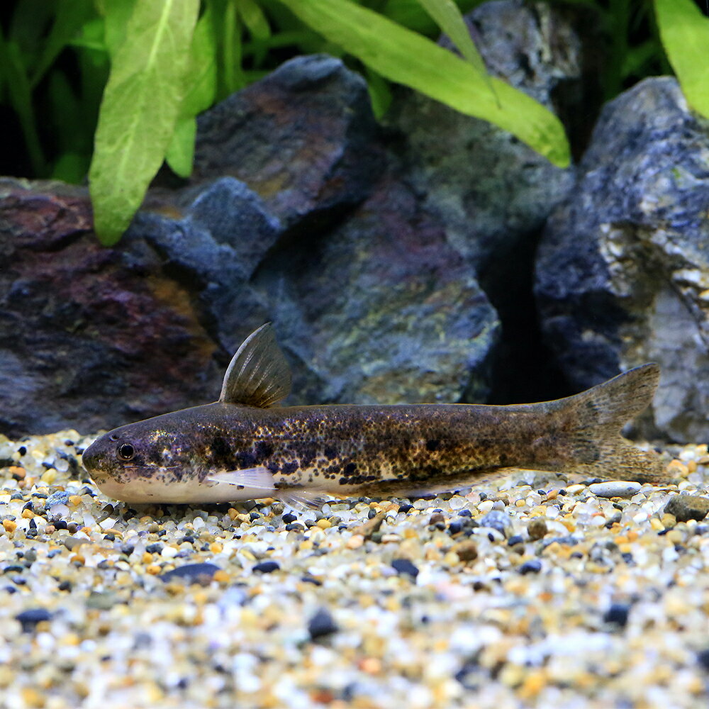 （熱帯魚）メタリックゴールドカンディル（1匹）　北海道・九州航空便要保温