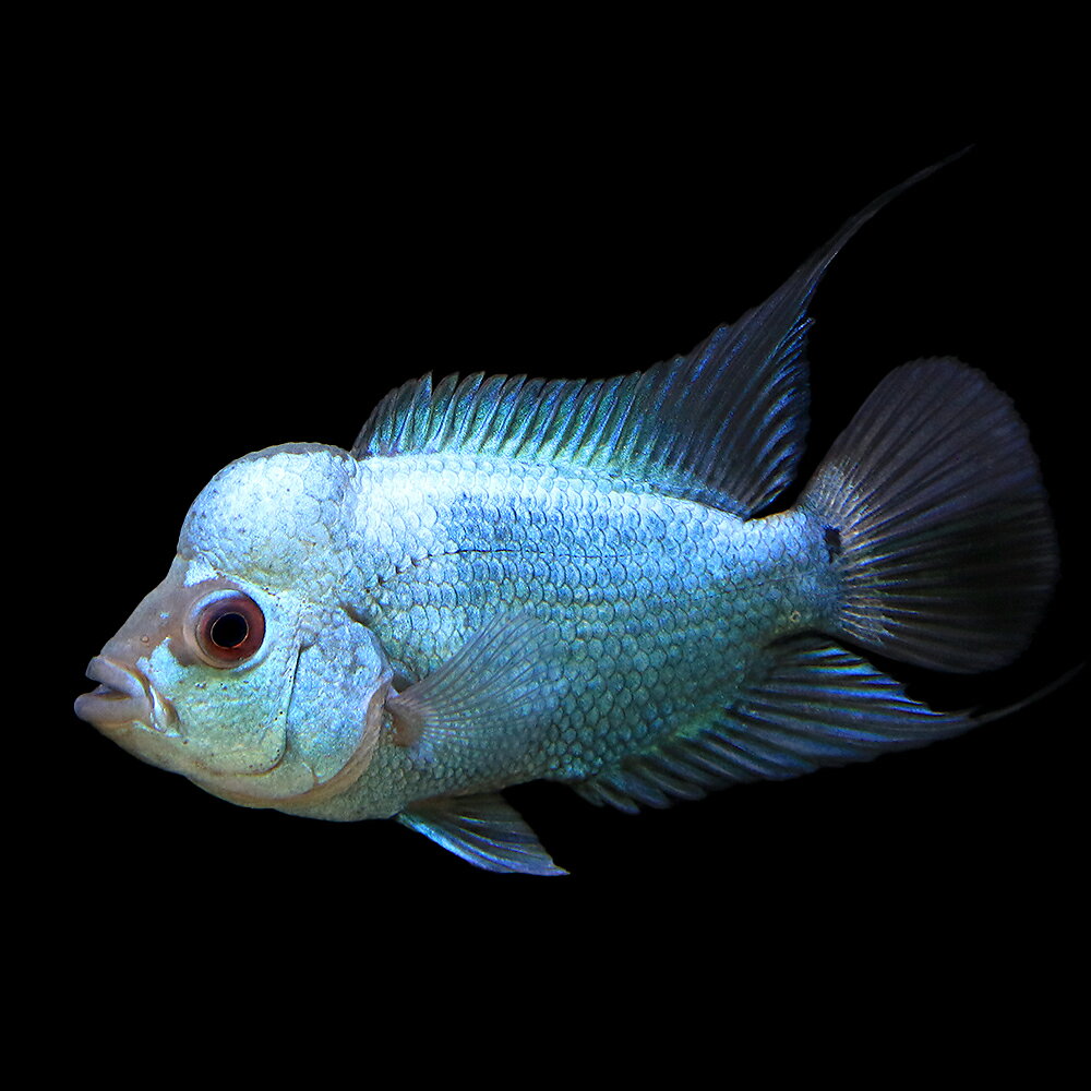 楽天市場】タイシルク フラワーホーンの通販