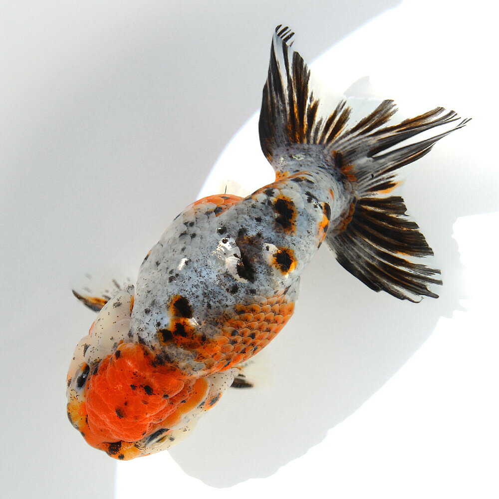 （国産金魚）一点物　江戸錦　14cm±　志村養魚場（1匹）　関東当日便