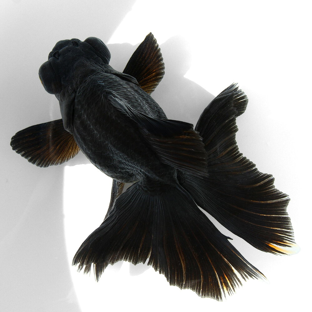 �ʹ񻺶���˰���ʪ��ĳ����16cm�ޡ���¼�ܵ����1ɤ��