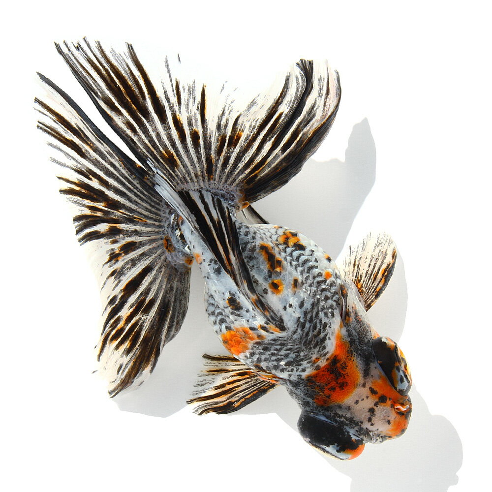 �ʹ񻺶���˰���ʪ��ĳ����15cm�ޡ���¼�ܵ����1ɤ�ˡ�����������