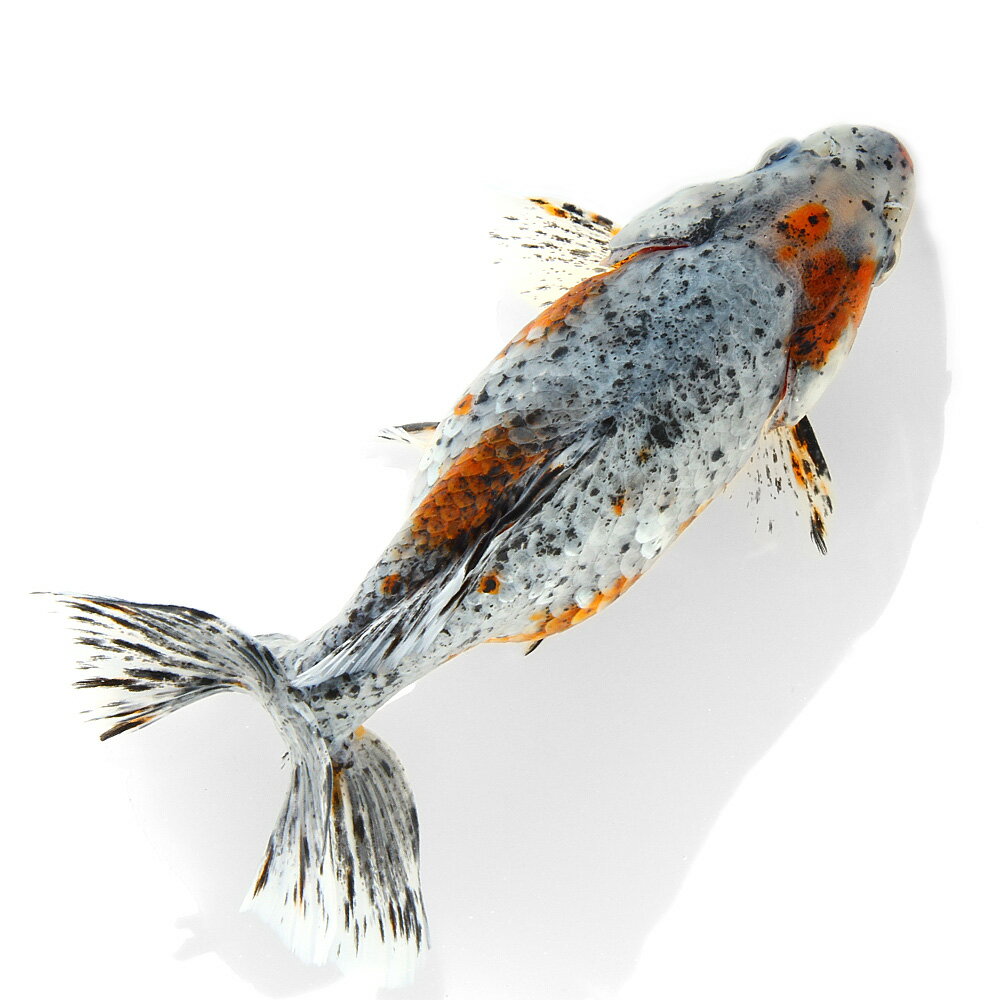 �ʹ񻺶���˰���ʪ�������϶⡡15cm�ޡ���¼�ܵ����1ɤ�ˡ�����������