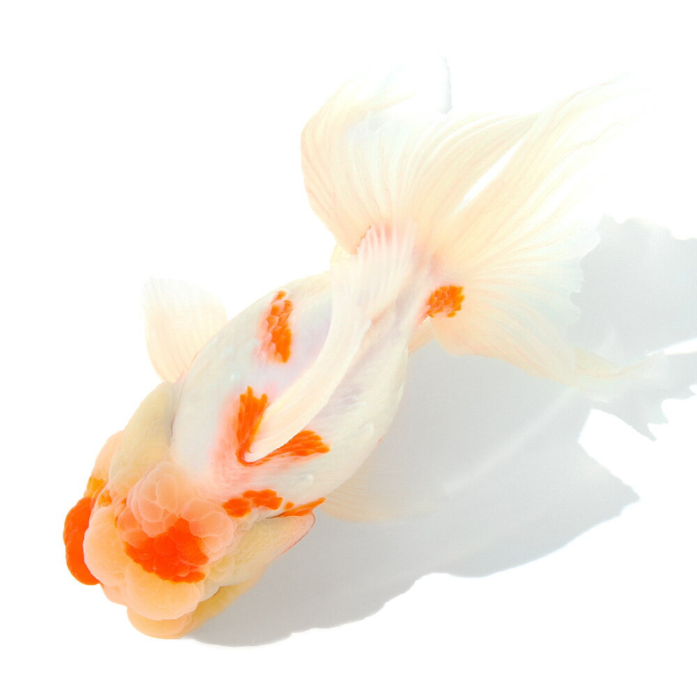 �ʹ񻺶���˰���ʪ������ӡ�15cm�ޡ���¼�ܵ����1ɤ��