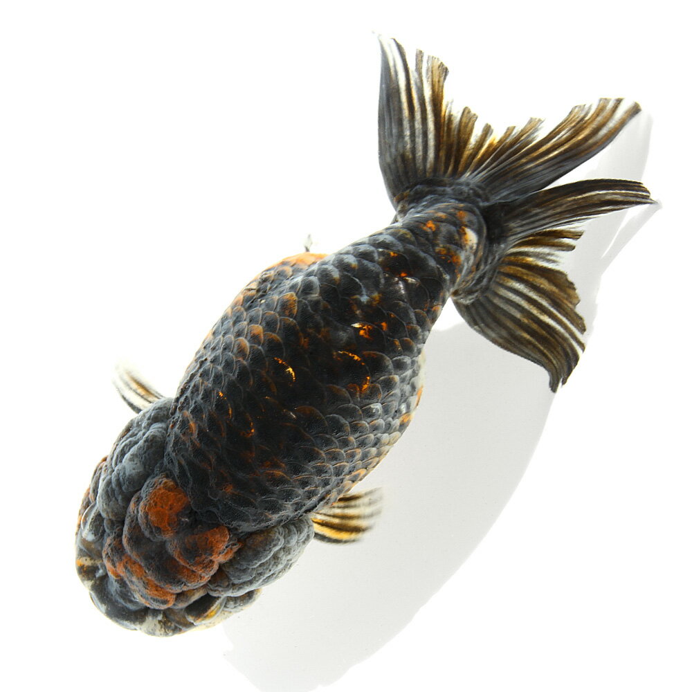 （国産金魚）一点物　五色江戸錦　13cm±　志村養魚場（1匹）　関東当日便