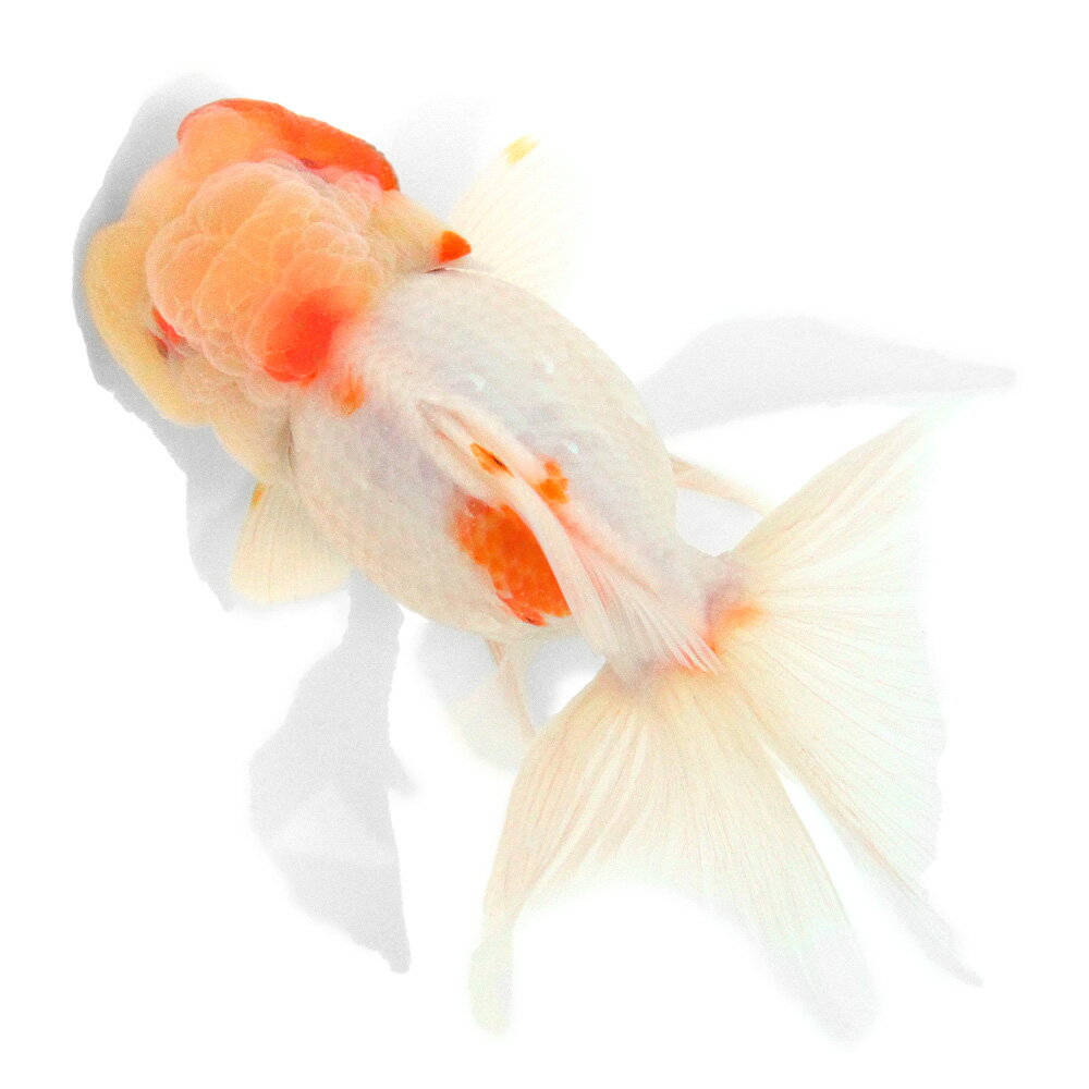 （国産金魚）一点物　桜東錦　16cm±（1匹）　関東当日便