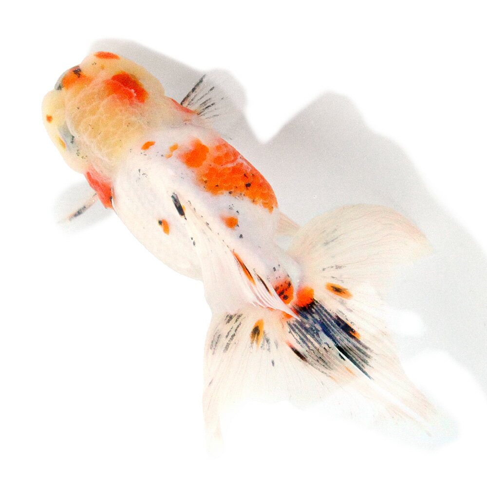 �ʹ񻺶���˰���ʪ������ӡ�16cm�ޡ�1ɤ�ˡ�����������