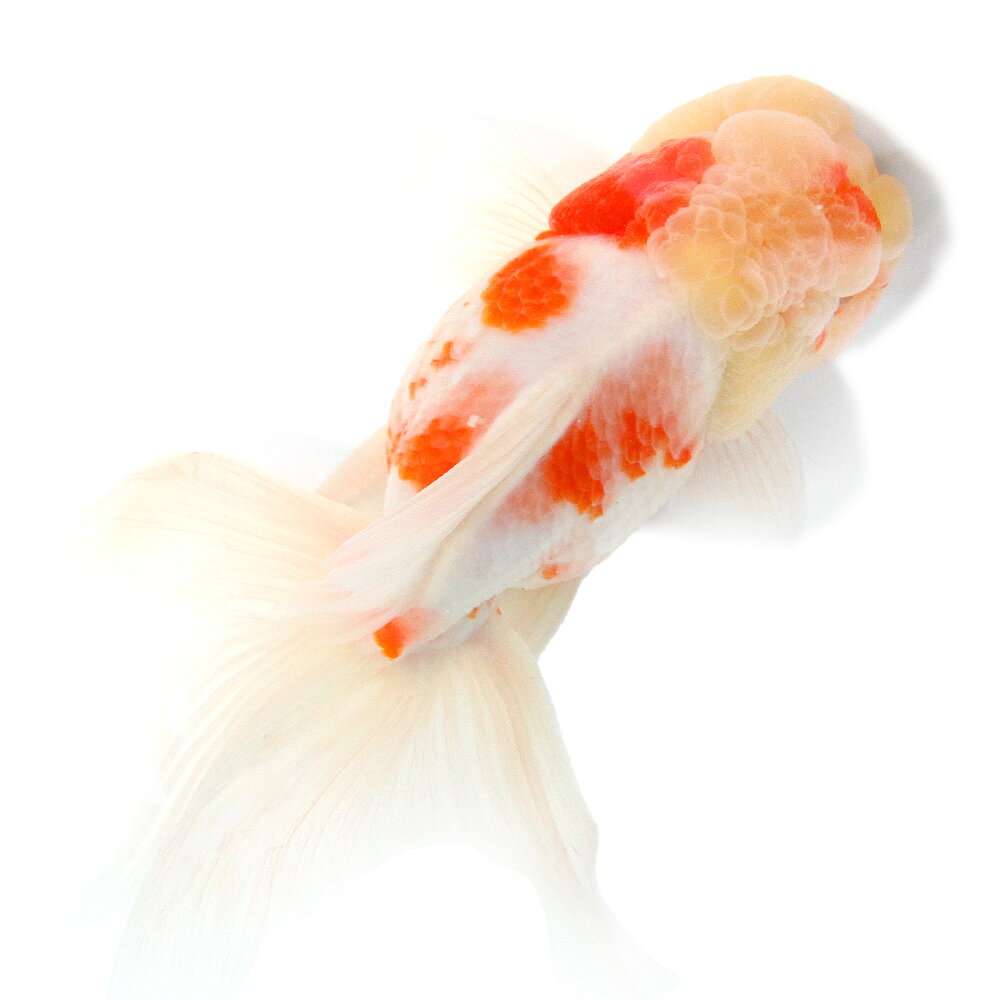 �ʹ񻺶���˰���ʪ������ӡ�16cm�ޡ�1ɤ�ˡ�����������