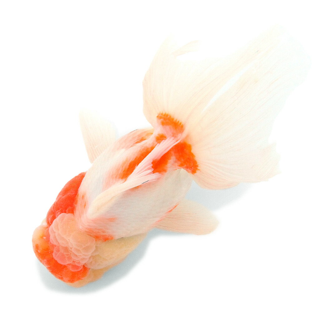 �ʹ񻺶���˰���ʪ������ӡ�15cm�ޡ�1ɤ�ˡ�����������