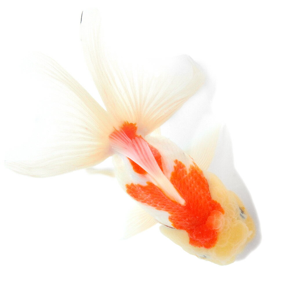 �ʹ񻺶���˰���ʪ������ӡ�15cm�ޡ�1ɤ�ˡ�����������