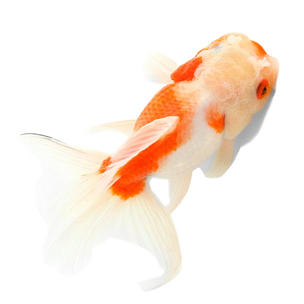 �ʹ񻺶���˰���ʪ������ӡ�15cm�ޡ�1ɤ�ˡ�����������