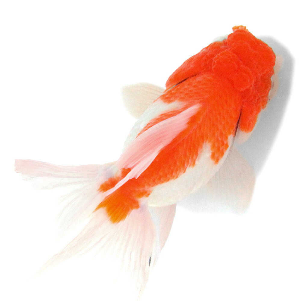 �ʹ񻺶���˰���ʪ������ӡ�15cm�ޡ�1ɤ�ˡ�����������