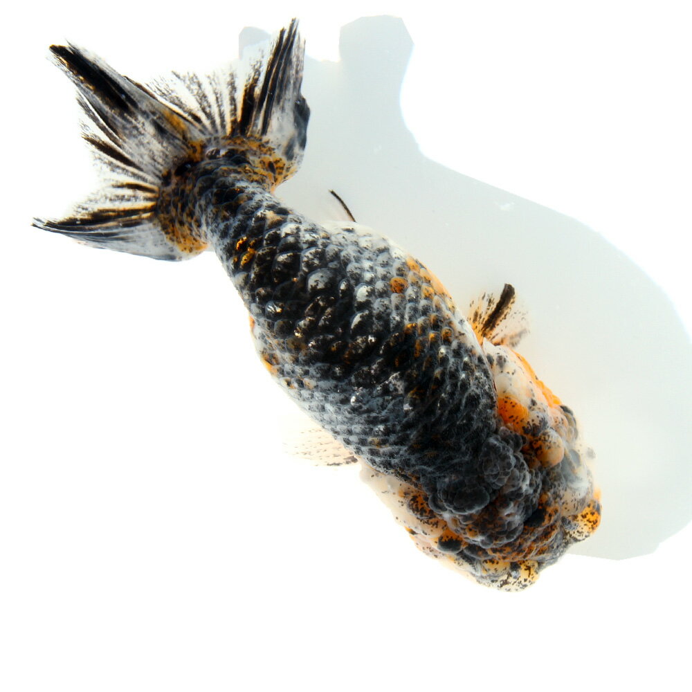 �ʹ񻺶���˰���ʪ���޿����Ͷӡ�14cm�ޡ�1ɤ�ˡ�����������