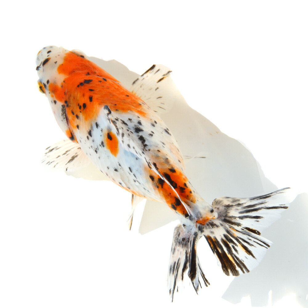 �ʹ񻺶���˰���ʪ�������϶⡡14cm�ޡ���¼�ܵ����1ɤ�ˡ�����������