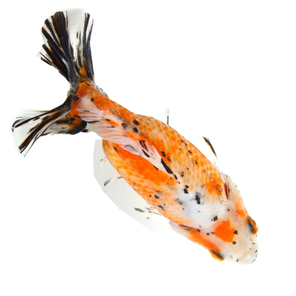 �ʹ񻺶���˰���ʪ�������϶⡡15cm�ޡ���¼�ܵ����1ɤ�ˡ�����������