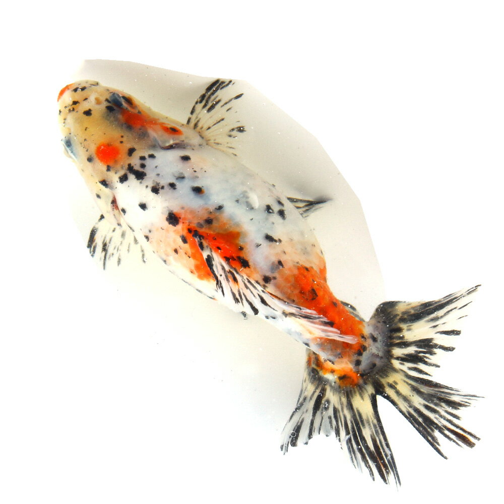 �ʹ񻺶���˰���ʪ�������϶⡡15cm�ޡ���¼�ܵ����1ɤ�ˡ�����������