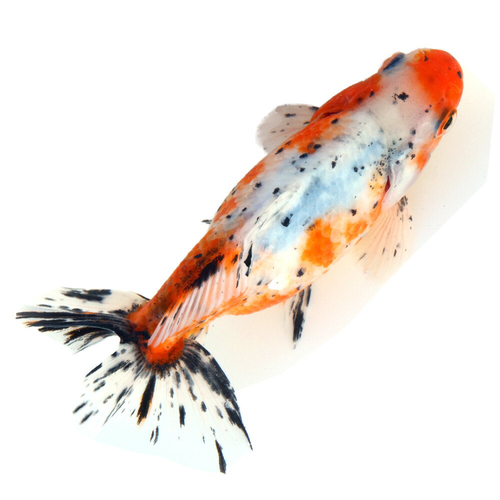 �ʹ񻺶���˰���ʪ�������϶⡡14cm�ޡ���¼�ܵ��컺��1ɤ�ˡ�����������