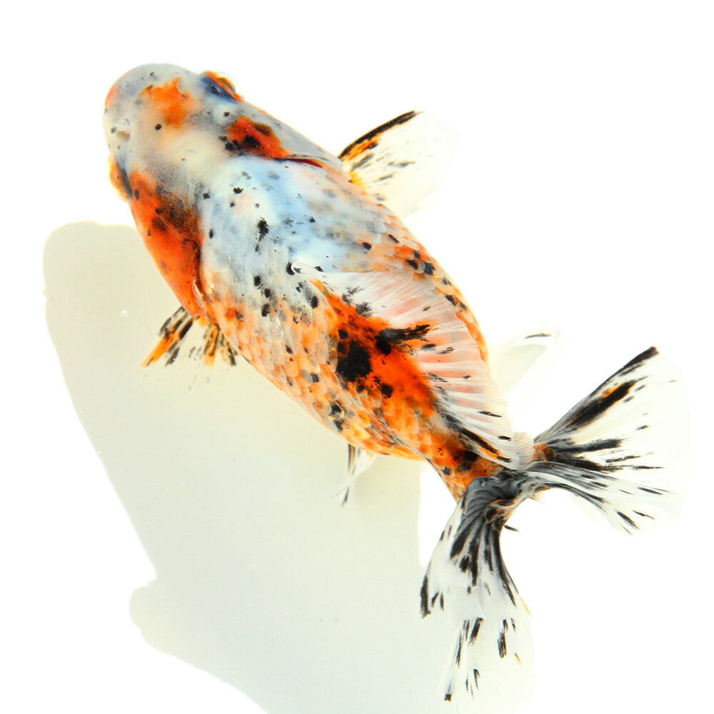 �ʹ񻺶���˰���ʪ�������϶⡡12cm�ޡ���¼�ܵ����1ɤ�ˡ�����������