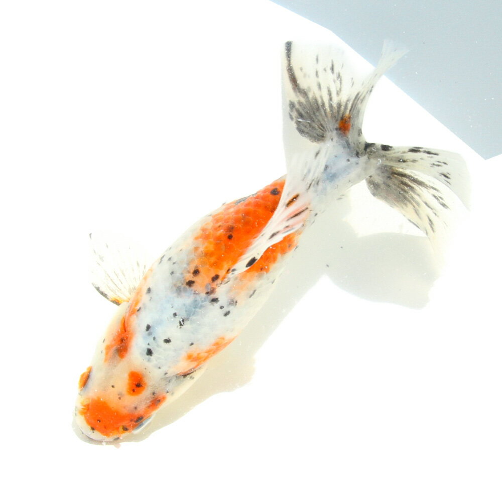 �ʹ񻺶���˰���ʪ�������϶⡡14cm�ޡ���¼�ܵ����1ɤ�ˡ�����������