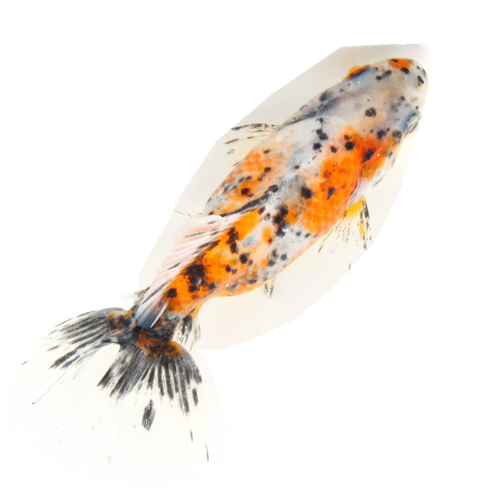 �ʹ񻺶���˰���ʪ�������϶⡡11cm�ޡ���¼�ܵ����1ɤ�ˡ�����������