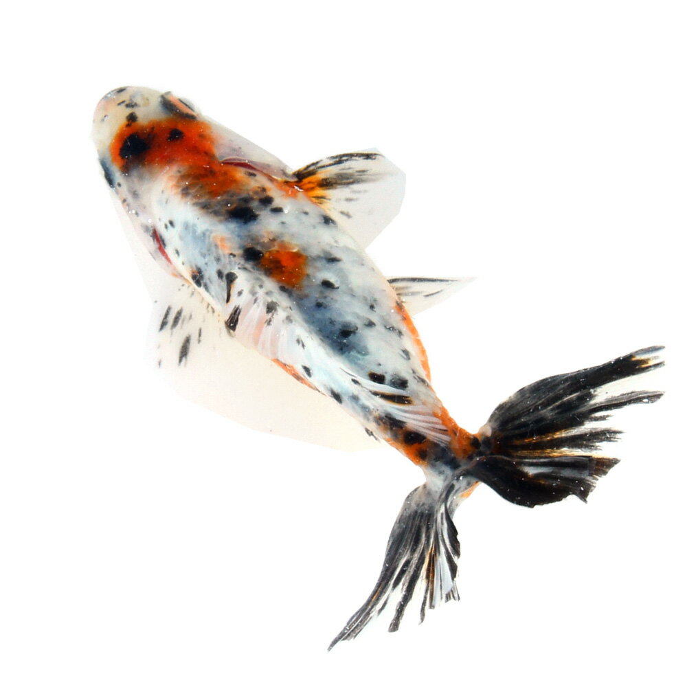 �ʹ񻺶���˰���ʪ�������϶⡡10cm�ޡ���¼�ܵ����1ɤ�ˡ�����������