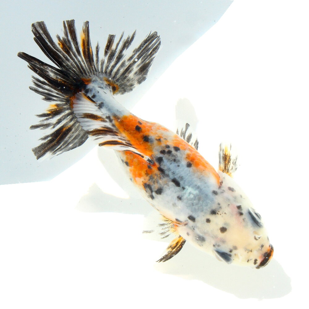 �ʹ񻺶���˰���ʪ�������϶⡡10cm�ޡ���1ɤ�ˡ�����������