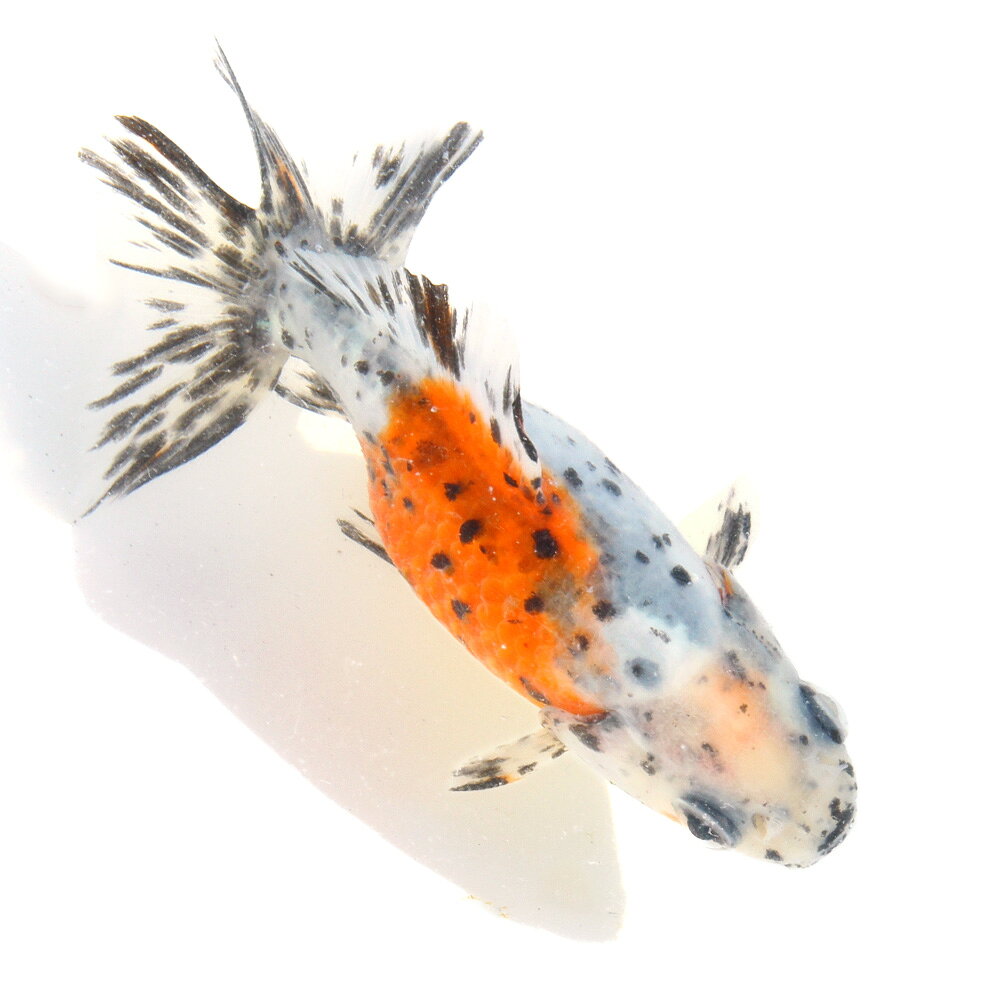 �ʹ񻺶���˰���ʪ�������϶⡡11cm�ޡ���¼�ܵ����1ɤ�ˡ�����������