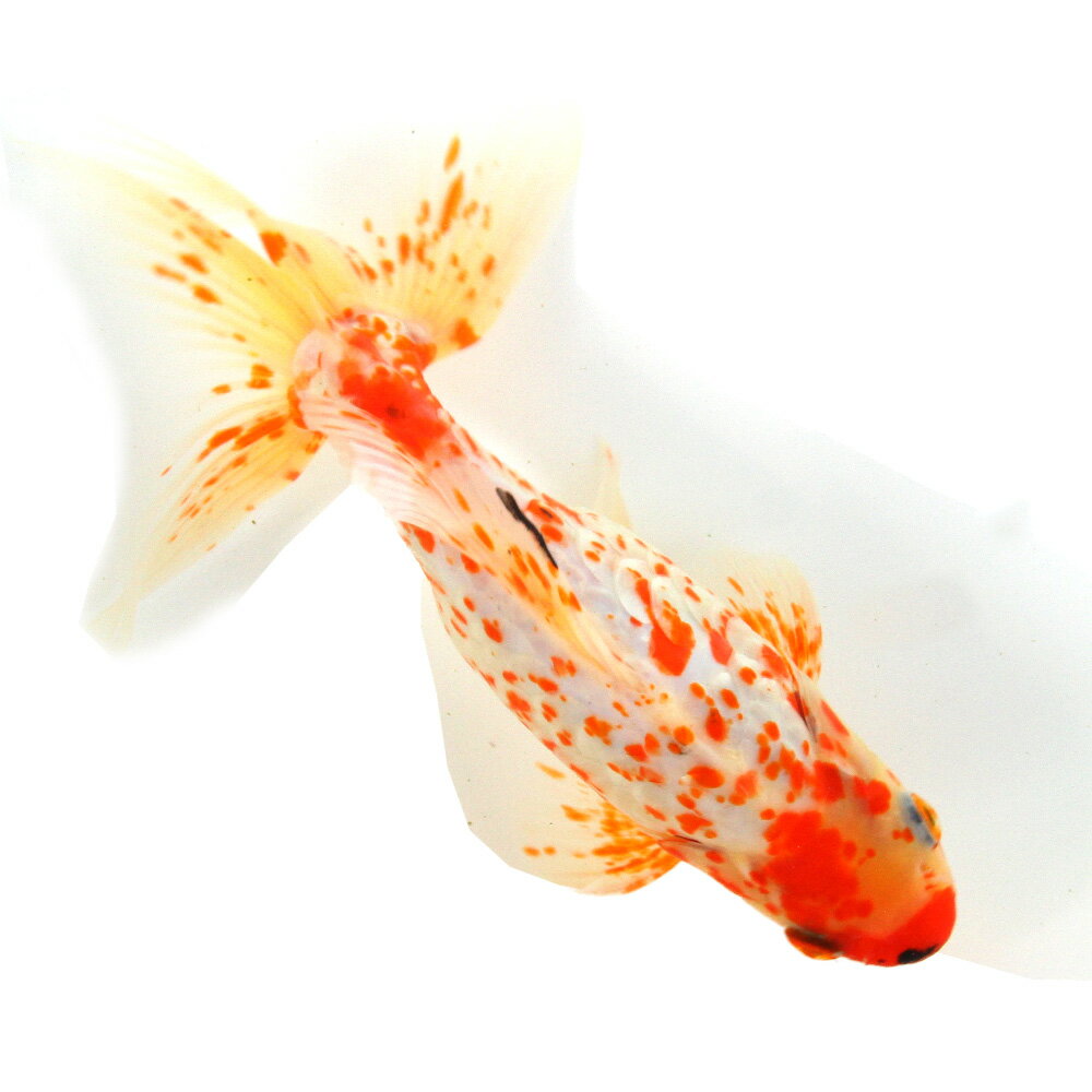 （国産金魚）一点物　ドラゴンスケール和金　17cm±（1匹）