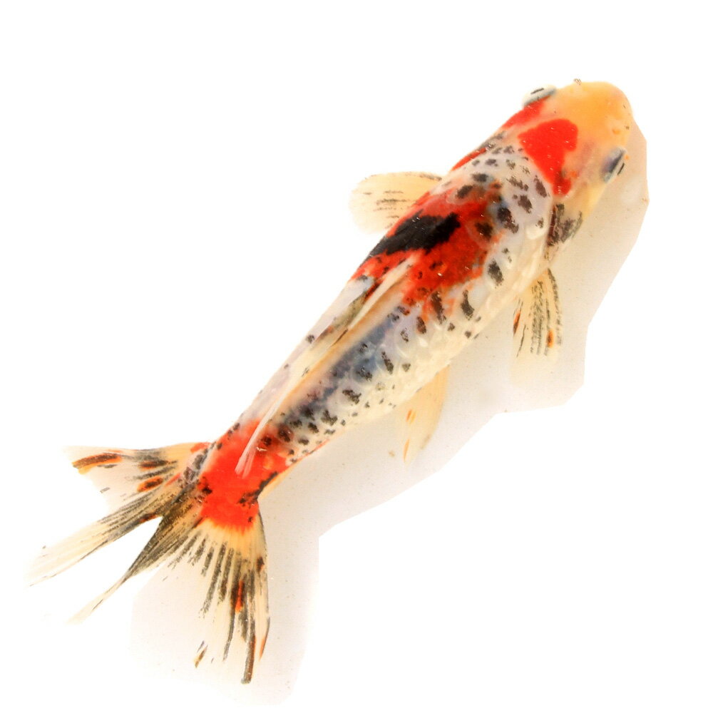 �ʹ񻺶���˰���ʪ���ɥ饴�󥹥������¶⡡17cm�ޡ�1ɤ��