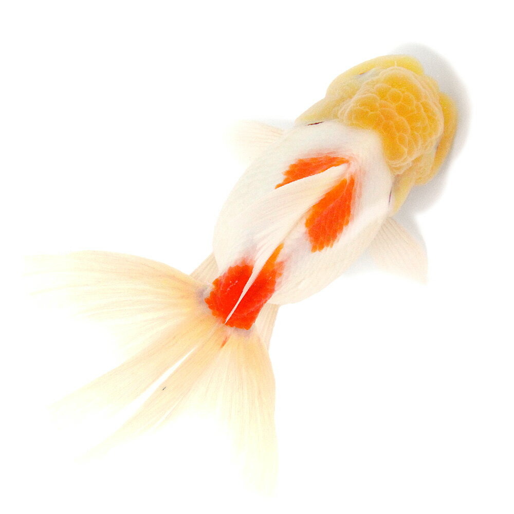 �ʹ񻺶���˰���ʪ������ӡ�15cm�ޡ�1ɤ��