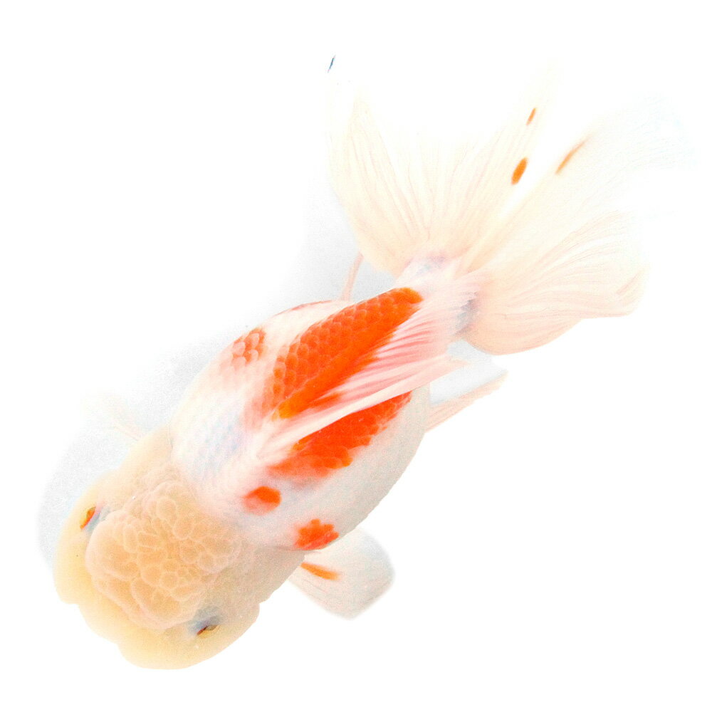 �ʹ񻺶���˰���ʪ������ӡ�15cm�ޡ�1ɤ��