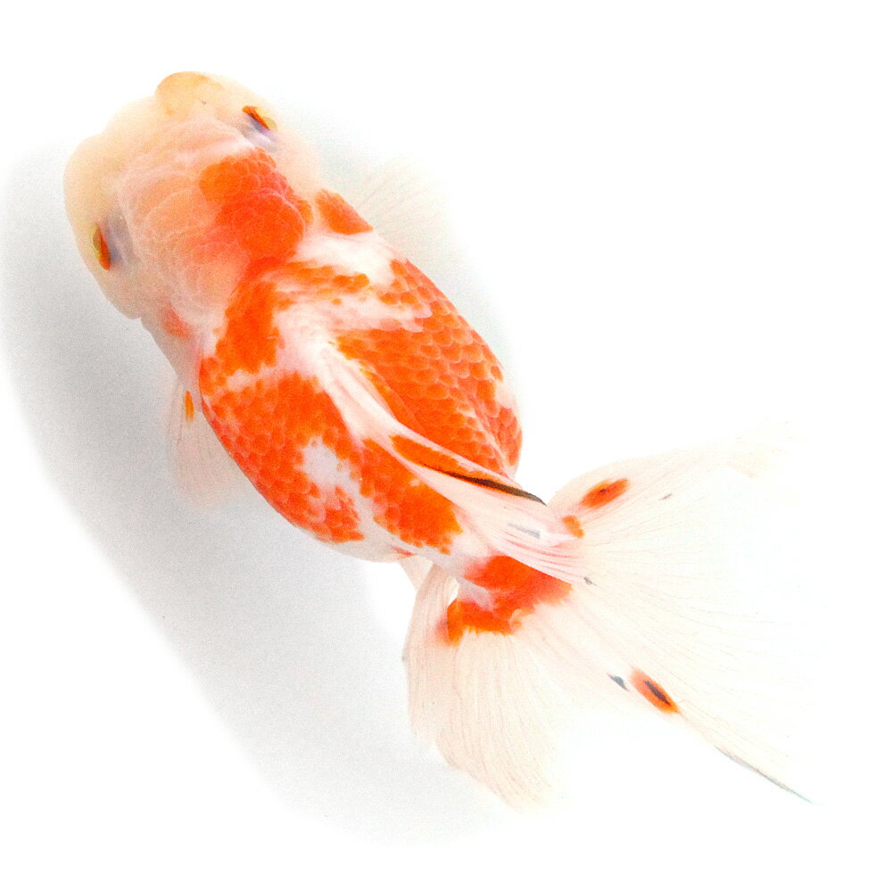 �ʹ񻺶���˰���ʪ������ӡ�15cm�ޡ�1ɤ��