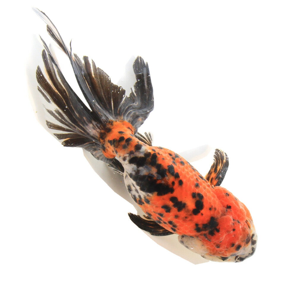 �ʹ񻺶���˰���ʪ�����ӡ���¼�ܵ��컺��19cm�ޡ�1ɤ��