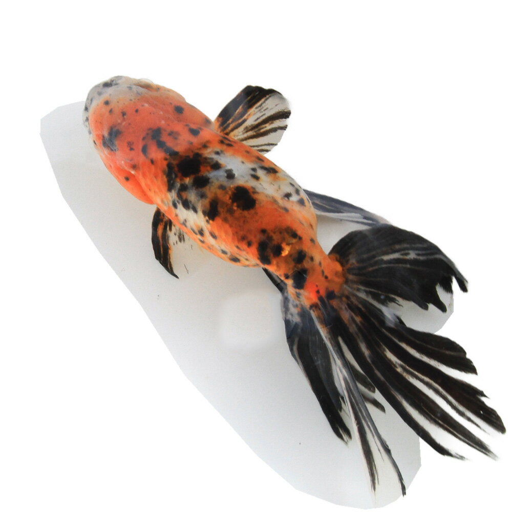 �ʹ񻺶���˰���ʪ�����ӡ���¼�ܵ��컺��19cm�ޡ�1ɤ��