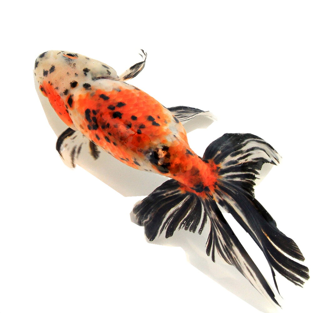 �ʹ񻺶���˰���ʪ�����ӡ���¼�ܵ��컺��19cm�ޡ�1ɤ��