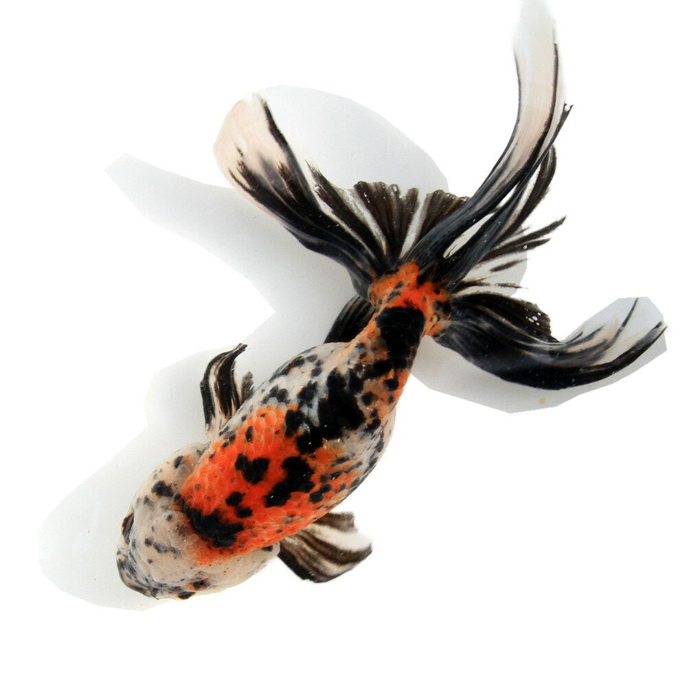 �ʹ񻺶���˰���ʪ�����ӡ���¼�ܵ��컺��19cm�ޡ�1ɤ��